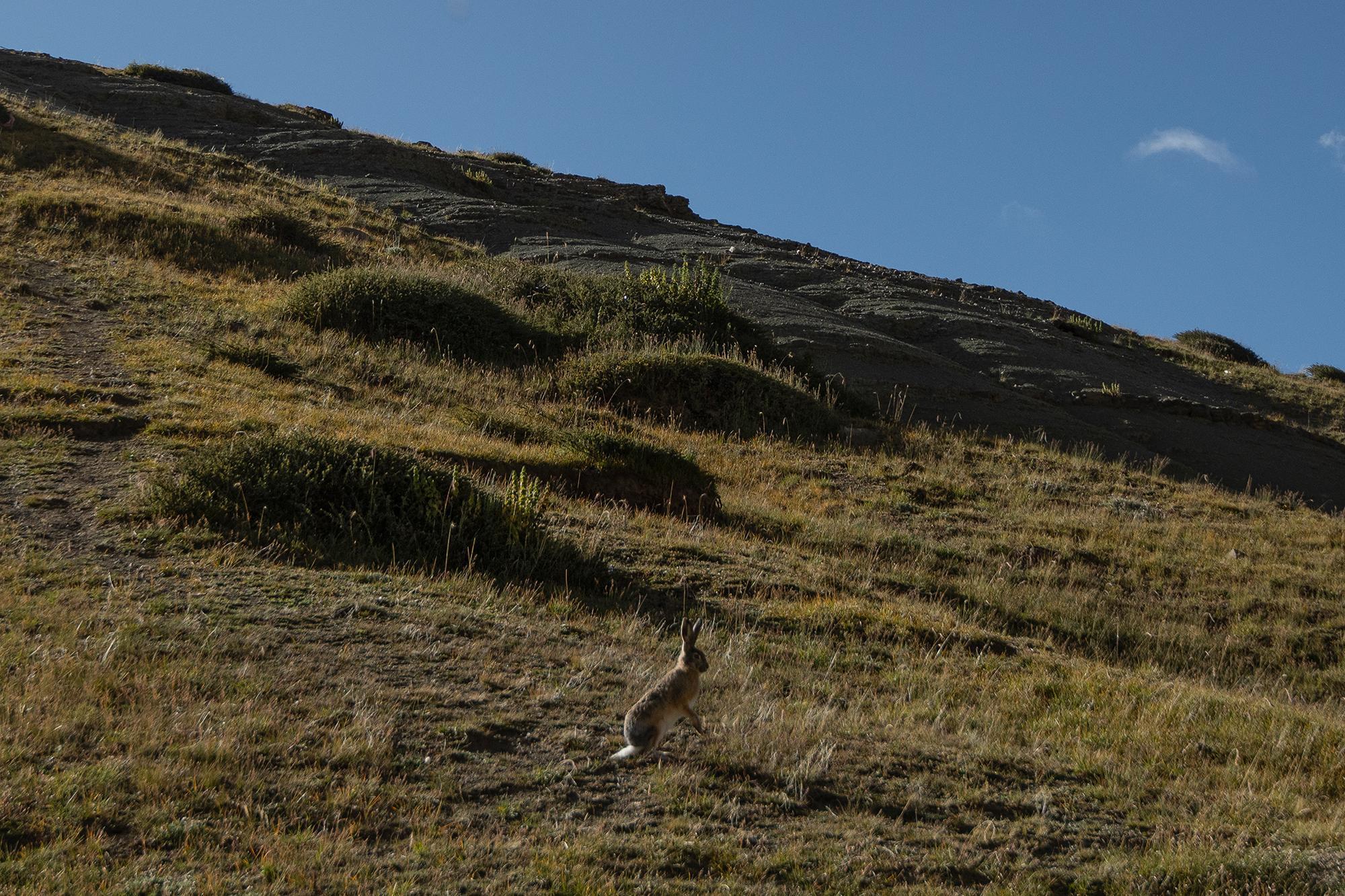 A hare with long ears and a white tail running on a grassy, rocky slope beneath a clear blue sky.