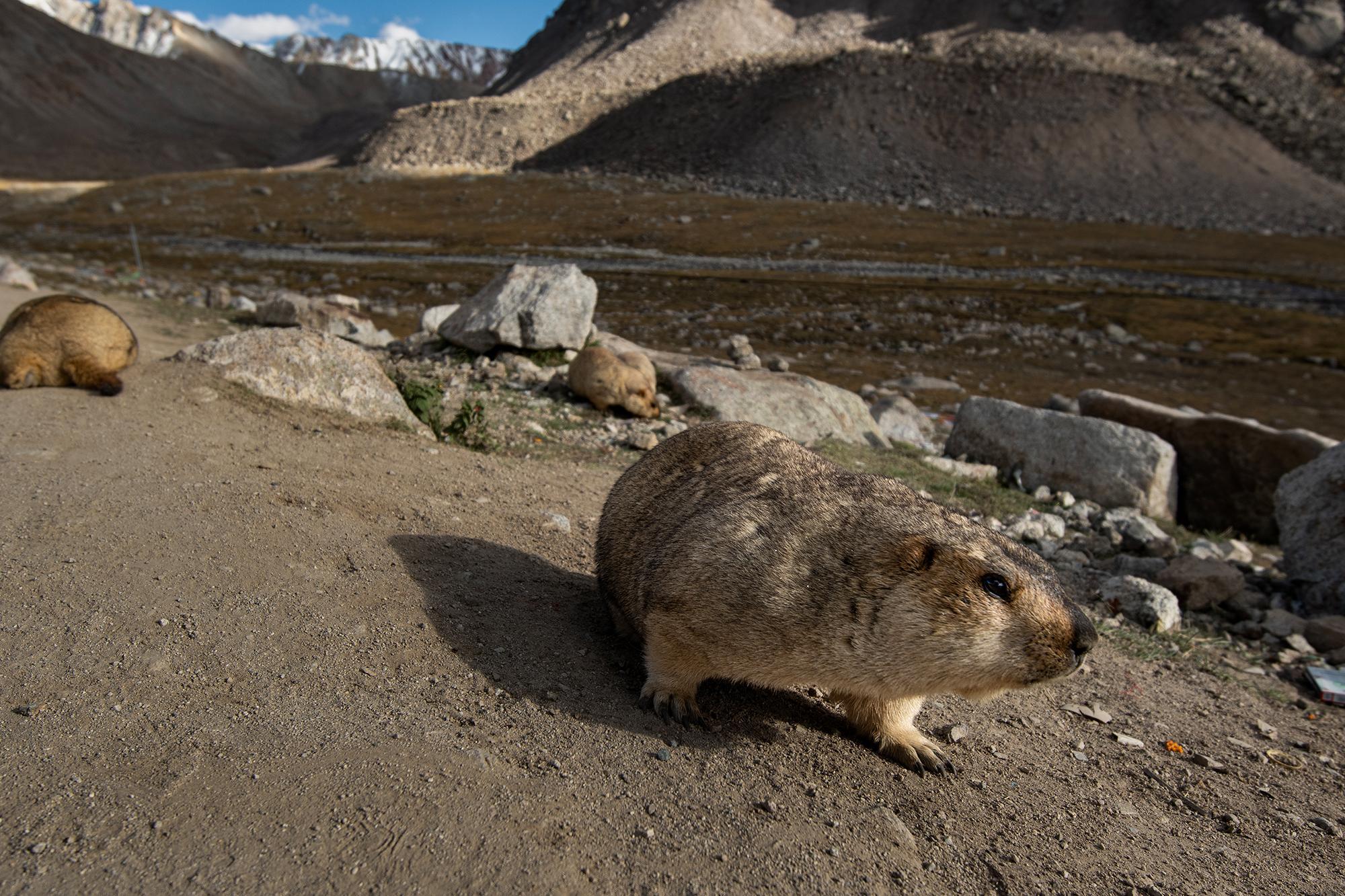 A marmot standing on a dusty path, with two others among the rocks and rugged, snow-capped mountains in the background.